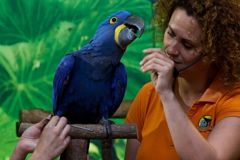 A blue hyacinth macaw sits on a stick while a woman looks after it, Parrot (Psittaciformes), Loro,