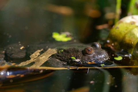 Bombina bombina, fire-bellied toad, red-bellied toad, lowland toad, amphibians, amphibians,