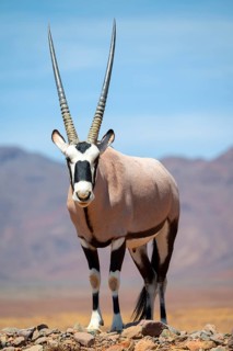 Oryx gazella, oryx antelope, Namib Desert, Namibia