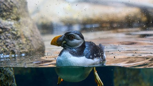 A puffin swimming in the water with parts of the body under water, Planet Penguin, Penguin