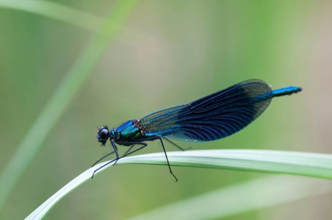 Banded demoiselle, calopteryx splendens, banded dragonfly, damselflies, dragonflies, insects,