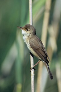 Acrocephalus Scirpaceus, Reed Warbler, Birds, Singing, High Size, Portrait, Leo, Male, Male,