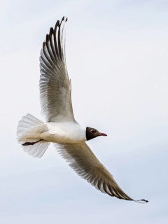 Black-headed Gull, Chroicocephalus ridibundus, bird in flight, England, United Kingdom