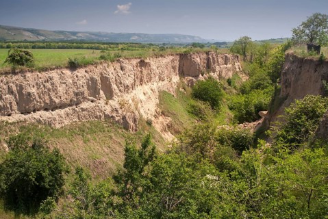 Bee-eaters, bee-eaters, coraciiformes, merops apiasters, birds, Bulgaria, countries, landscape,