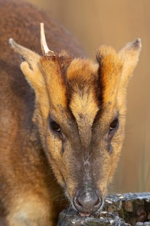 Muntjac deer (Muntiacus reevesi) adult animal feeding, England, United Kingdom