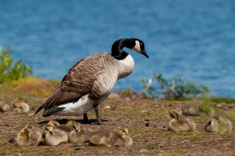 Branta canadensis, Canada goose, Canada goose, Sweden, Anatidae, birds, duckbirds, goose, geese,