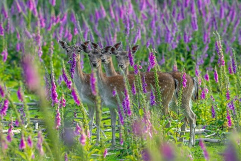 European fallow deer (Dama dama) four foraging does, females hiding in grassland, meadow with