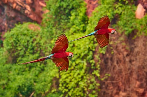 A pair of red parrots flies through the tropical vegetation in front of a rock face, Green-winged