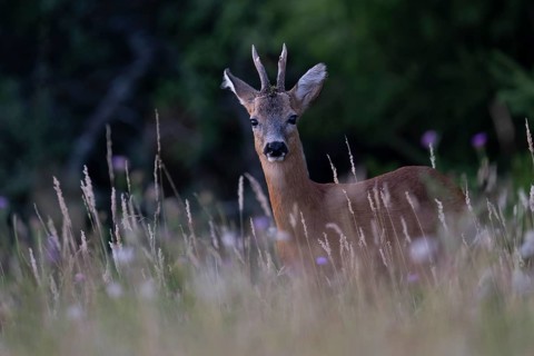 Ancient roebuck, Bitburg, Germany