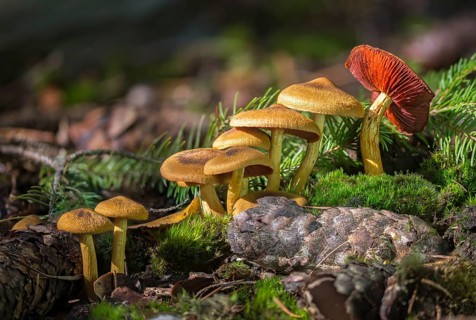 Blood-leafed skin head, blood-red skin head, Cortinarius semisanguineus, dermocybe semisanguinea,