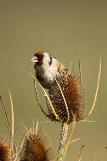 European goldfinch (Carduelis carduelis) adult bird feeding on a Teasel (Dipsacus fullonum) plant
