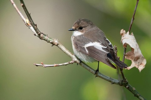 Ficedula hypoleuca, pied flycatcher, mourning snapper, mourning snapper, birds, male, passeri,