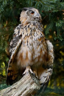 European Eagle Owl (Bubo bubo), North Rhine-Westphalia, Germany
