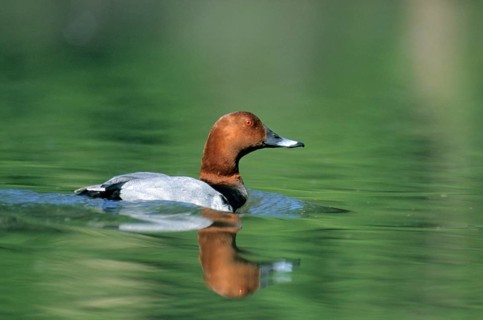 Aythya Ferina, Pochard, Table Duck, Anatidae, Birds, Breeding Plumage, Ducks, Ducks, Duckbirds,