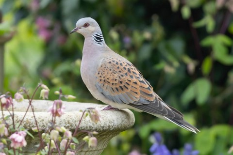 Turtle dove (Streptopelia turtur) adult bird on a garden bird bath, Suffolk, England, United