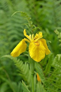 Marsh iris (Iris pseudacorus), yellow flower in a pond, Wilnsdorf, North Rhine-Westphalia, Germany