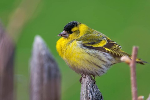 Carduelis spinus, siskin, spinus spinus, siskin, birds, garden, garden fence, male, passeri,