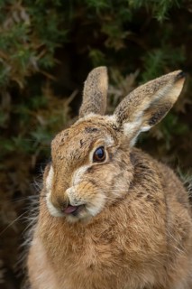 European brown hare (Lepus europaeus) adult animal sticking its tongue out, England, United Kingdom