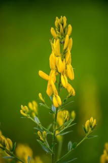 Fabaceae, Dyer's Greenweed, Genista Tinctoria, Dyer's Broom, Dyer's Greenweed, Flora, Broom, High
