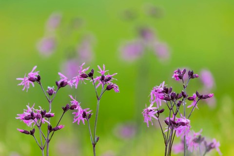 Cuckoo flower (Silene flos-cuculi), Carnation family (Caryophyllaceae), Pfullendorf, Linzgau,