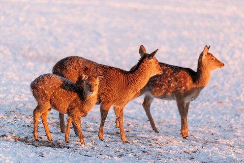Two female Dybowski deer (Cervus nippon hortulorum) and a young stand in a snow-covered meadow at