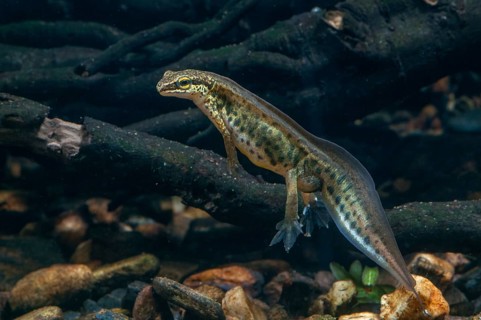 String newt, Lissotriton helveticus, palmate newt, Triturus helveticus, amphibians, amphibians,