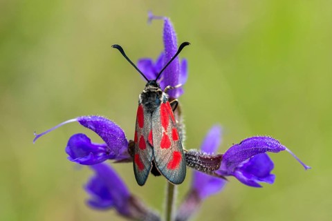 Wetland ram, five-spot burnet, clover ram, marsh horn clover ram, zygaena trifolii, blood droplets,