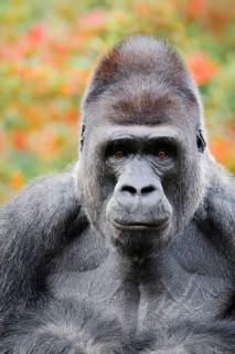 Western lowland gorilla (Gorilla gorilla gorilla), male, silverback, portrait, in captivity, found