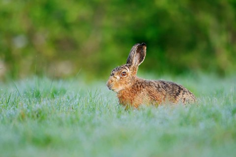 European hare (Lepus europaeus) sitting in a meadow, North Rhine-Westphalia, Germany