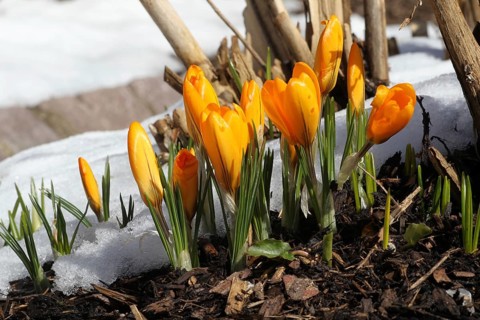 Crocus (Crocus) with thawing snow in the garden, Allgäu, Bavaria, Germany