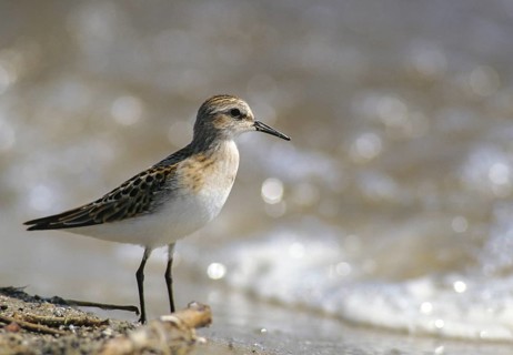 Calidris minuta, little stint, dwarf sandpiper, birds, charadriiformes, limikolen, snipe birds,