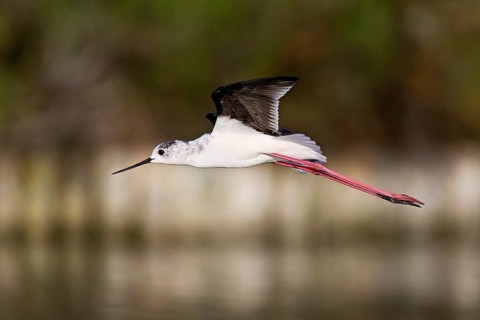 Black-winged Black-winged Stilt (Himantopus himantopus, in flight, Camargue, southern France,