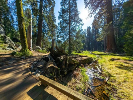 Hikers enjoying a sunny day on a wooden bridge, crossing a stream flow, surrounded by towering