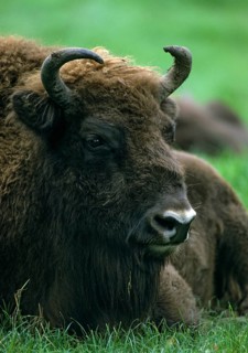 Artiodactyla, bison bonasus, European bison, even-toed ungulate, cloven-hoofed, bison, bull, high