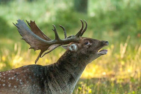 Dama dama, fallow deer, rutting, fallow deer, mammals, tubes, shovels, mammals