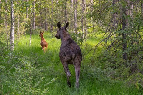 A female moose runs into the forest with her calf, moose (Alces alces), Telemark, Norway