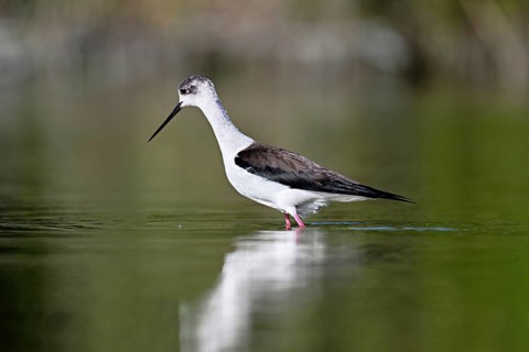A black-winged Black-winged Stilt (Himantopus himantopus) wades through a pond in search of food,