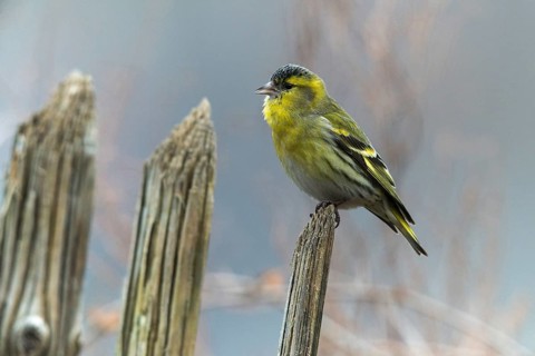 Carduelis spinus, siskin, spinus spinus, siskin, birds, garden, garden fence, male, passeri,