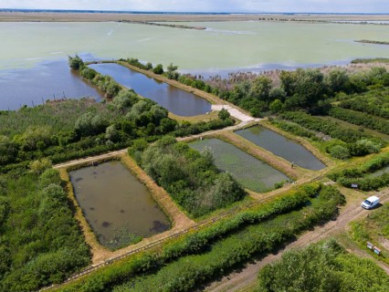 Aerial view of several ponds in a green landscape with lush vegetation, aerial view, Hortobagyer