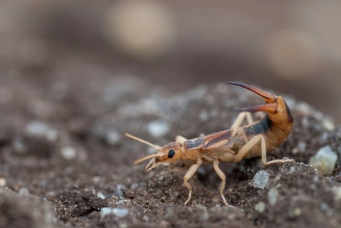 Brandenburg, Germany, Giant Earwig, Labidura Riparia, Nabu, national natural heritage, natural