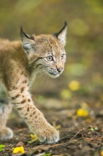 Eurasian lynx (Lynx lynx) youngsters (cub) sitting in a forest, Bavaria, Germany