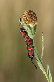 Carniolane burnet, eastern burnet moth, esparset ram, Carniola ram, zygaena carniolica, blood