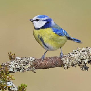 Blue Tit (Parus caeruleus), perched on a branch covered in lichen, Wilnsdorf, North