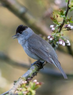 Blackcap, blackcap, blackcap, Sylvia atricapilla, birds, call, song, high size, portrait format,