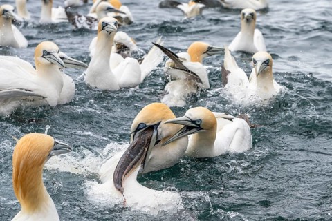Northern gannets (Morus bassanus) fighting over a fish at sea, Noss Island, Shetland Islands,