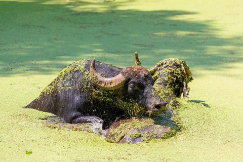 Two water buffalo (Bubalus bubalis) are swimming in a pond covered with duckweed (Lemnoideae).