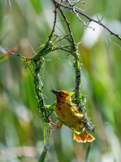 Cape Weaver (Ploceus capensis) building a nest, male building a new nest, Addo Elephant Park, South