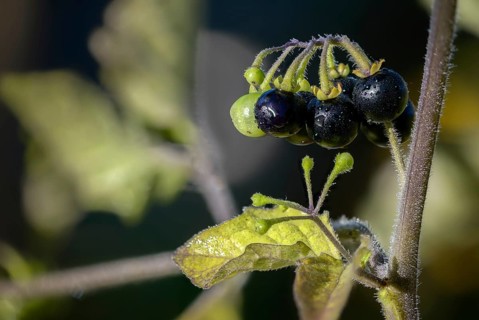 European black nightshade, nightshade, black nightshade, black nightshade, solanaceae, solanum