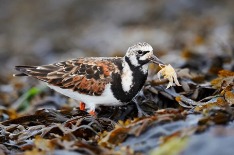 Turnstone (Arenaria interpres) with a crab in its beak, North Holland, Netherlands