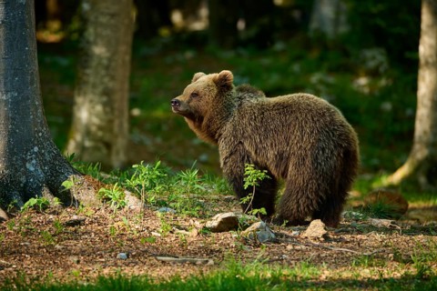 In the forest, next to a tree, stands a brown bear amidst natural vegetation: the European brown